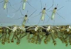 mosquito hatching